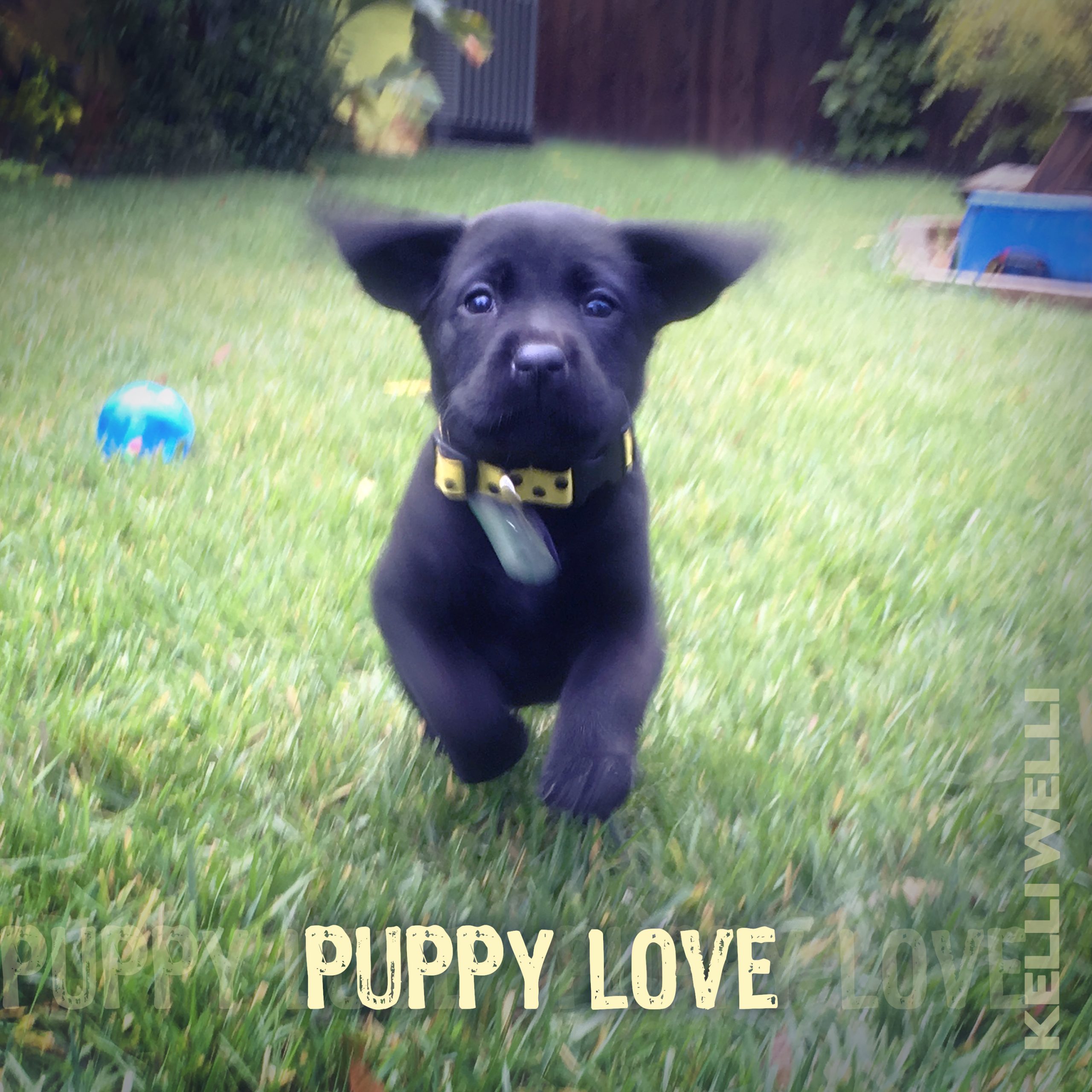 Puppy Love